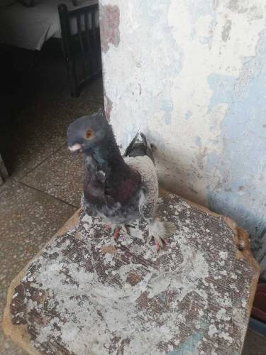 pigeon for sell