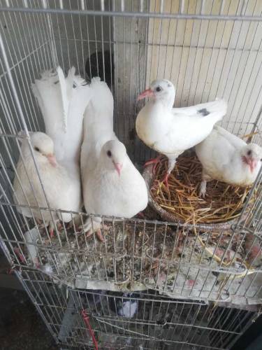 pigeon for sell