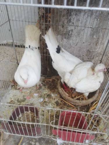 pigeon for sell