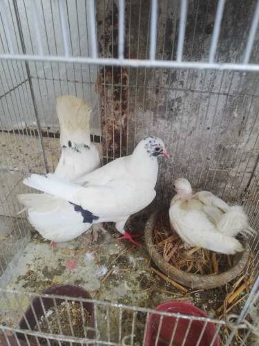 pigeon for sell