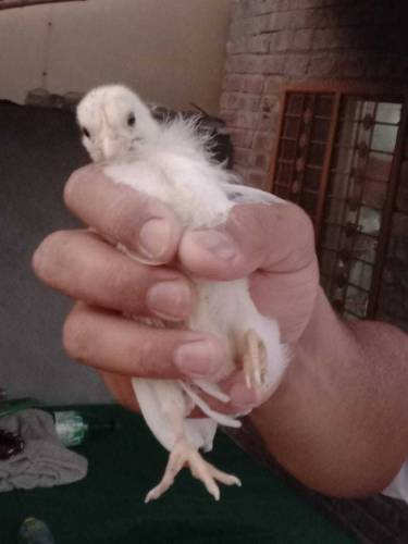 Heera Aseel Chicks