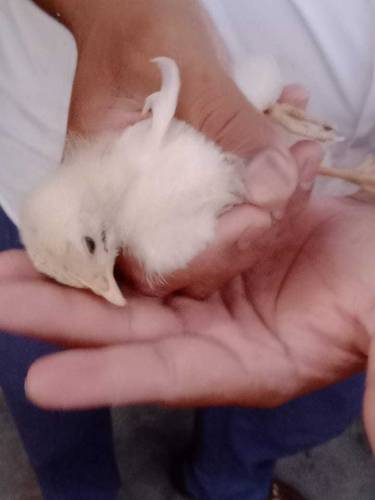 Heera Aseel Chicks