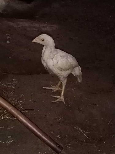 Heera Aseel Chicks