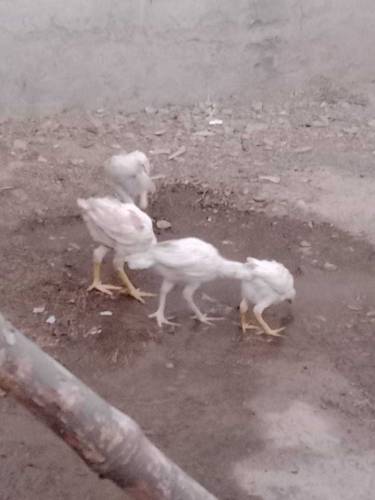 Heera Aseel Chicks