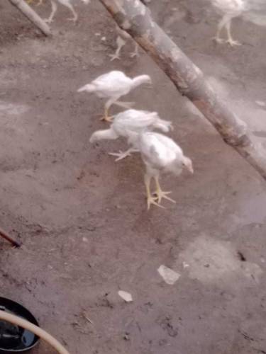 Heera Aseel Chicks