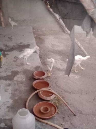 Heera Aseel Chicks
