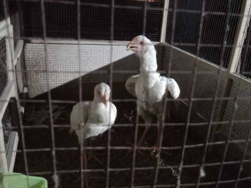 Heera Aseel Chicks