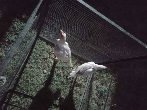 Heera Aseel Chicks