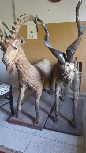 Markhor Full Body Taxidermy Sculpture