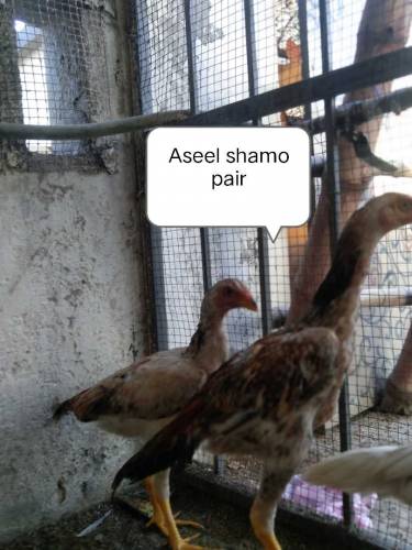 Aseel shamo pair