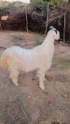 White dasi jatal Bakra 