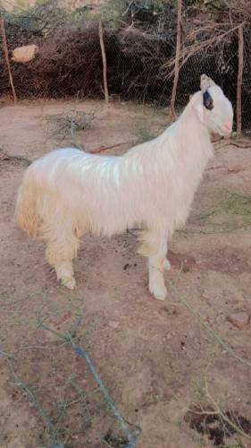 White dasi jatal Bakra 