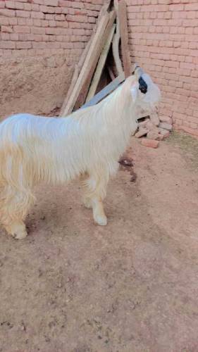 White dasi jatal Bakra 