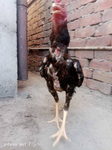 PURE ASEEL MIANWALI  patha