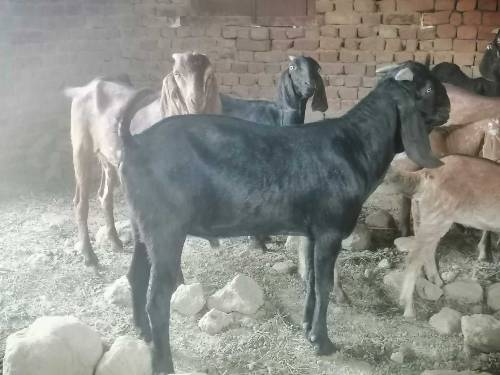 Qurbani ka bakra