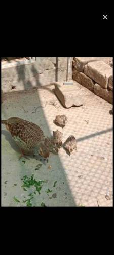 Irani Teetar Breeder