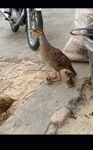 Irani Teetar Breeder