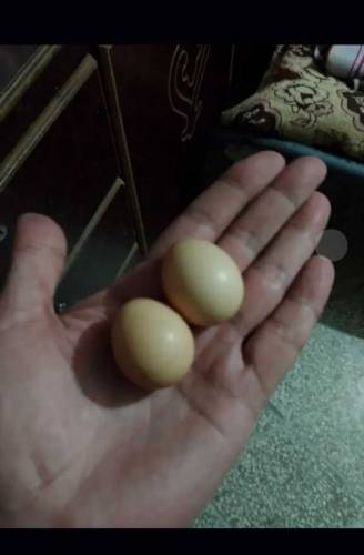 Irani Teetar Breeder