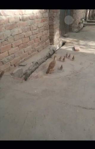 Irani Teetar Breeder