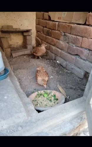 Irani Teetar Breeder