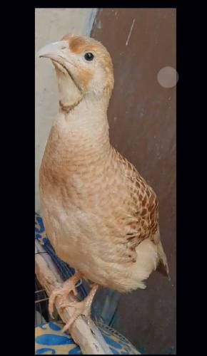 Irani Teetar Breeder