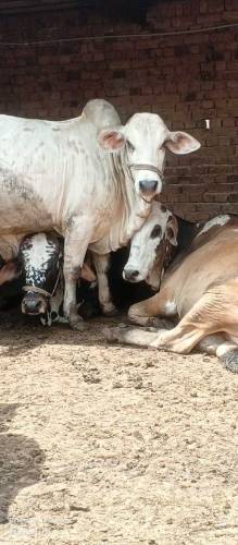 qurbani wale janwar wholesale rate per
