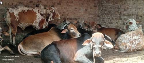 qurbani wale janwar wholesale rate per