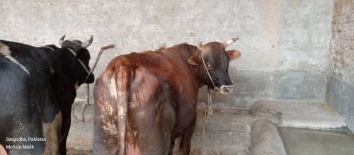 qurbani wale janwar wholesale rate per
