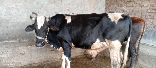 qurbani wale janwar wholesale rate per