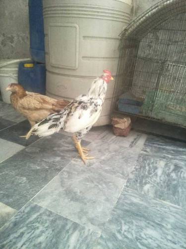 Mian wali ka pair