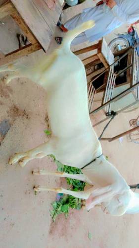03229236954  2 Bakary For Sale han eid ka lia 2024 MashaAllah 