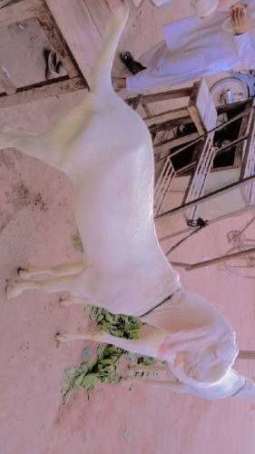 03229236954  2 Bakary For Sale han eid ka lia 2024 MashaAllah 