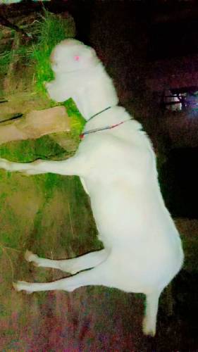 03229236954  2 Bakary For Sale han eid ka lia 2024 MashaAllah 