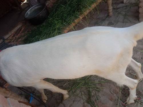 03229236954  2 Bakary For Sale han eid ka lia 2024 MashaAllah 