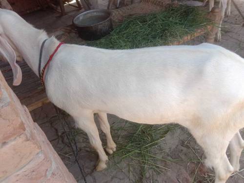 03229236954  2 Bakary For Sale han eid ka lia 2024 MashaAllah 