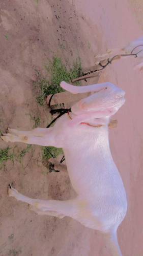 03229236954  2 Bakary For Sale han eid ka lia 2024 MashaAllah 
