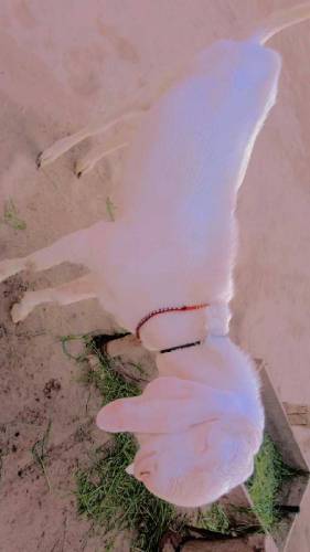 03229236954  2 Bakary For Sale han eid ka lia 2024 MashaAllah 