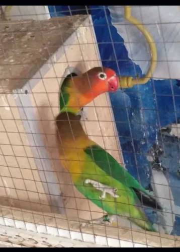 fisher lovebirds breeder for sale 