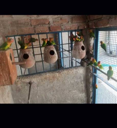 fisher lovebirds breeder for sale 