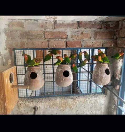 fisher lovebirds breeder for sale 