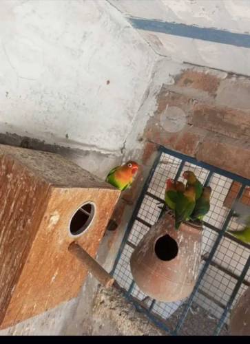 fisher lovebirds breeder for sale 