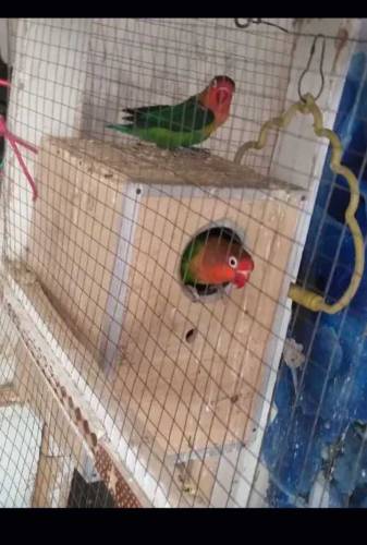 fisher lovebirds breeder for sale 