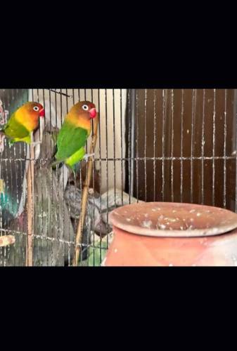 fisher lovebirds breeder for sale 