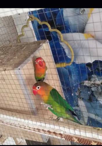 fisher lovebirds breeder for sale 