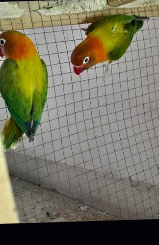 fisher lovebirds breeder for sale 
