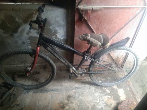used cycle peaco