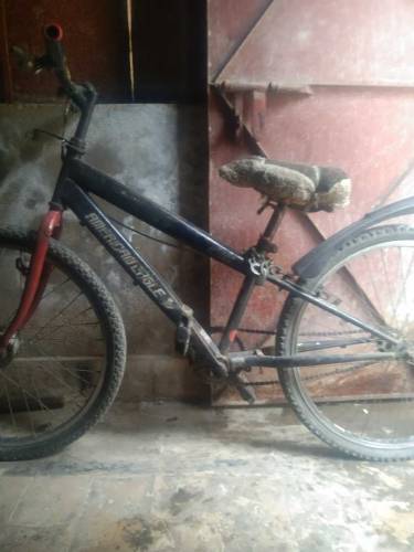 used cycle peaco