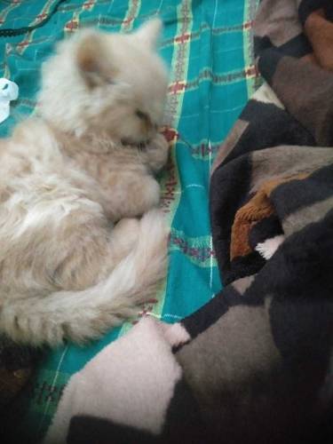 parcian kitten for sale age 40 days 
