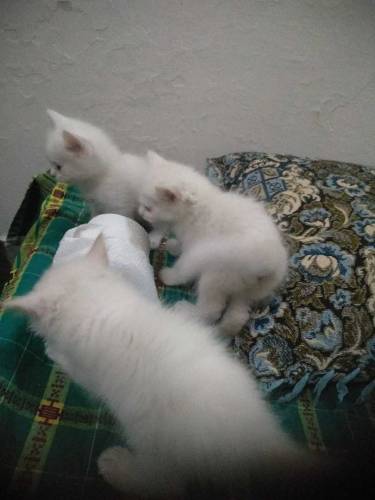 parcian kitten for sale age 40 days 