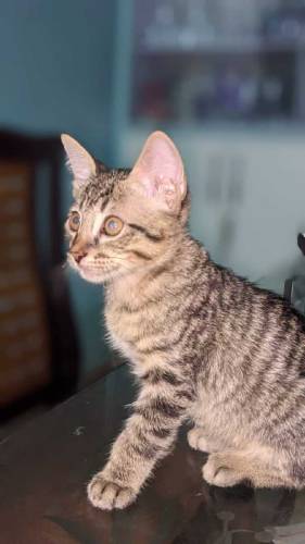 male kitten for adoption 